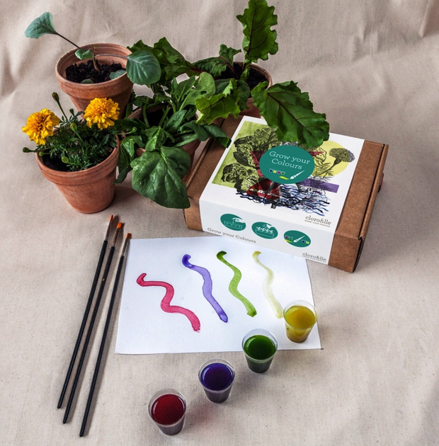 Grow Your Own Colours Kit